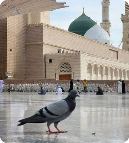 المدينة المنورة 5